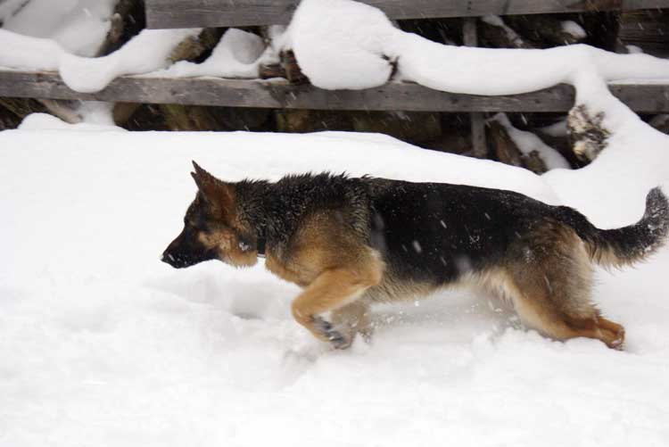 Roxy - 12 Decembre 2010 - Berger Allemand German Shepherd de lignée de champion du monde