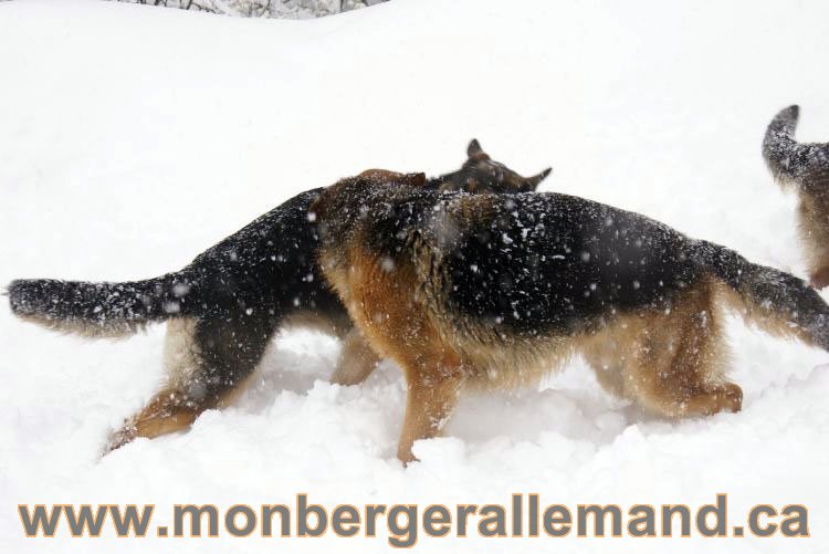 Nos Berger allemand - Mars 2011 Grosse tempete de neige