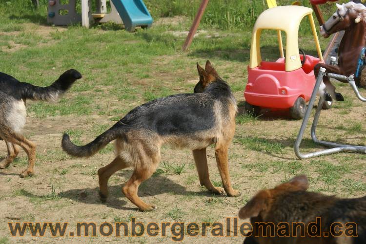 Lady - Chiots berger allemand a Lady