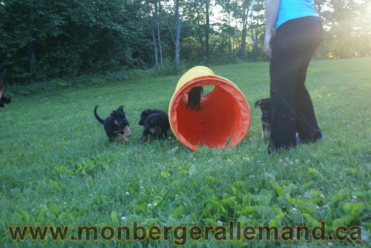 Photos de nos chiots berger allemands 21 juin 2011