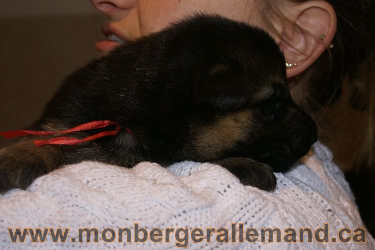 Chiots berger allemand a Lady