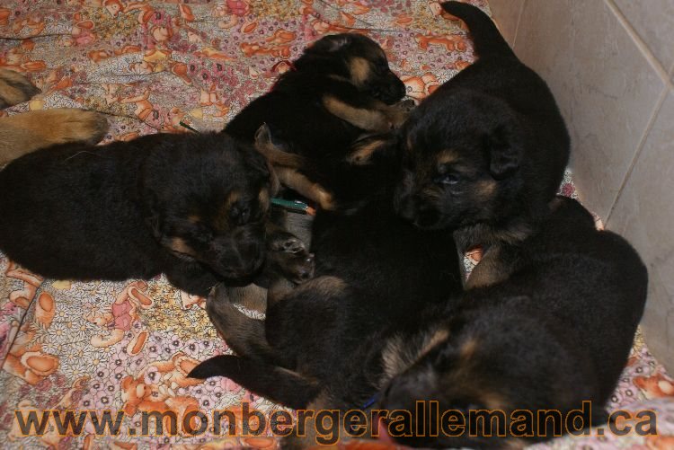 Chiots berger allemand a Lady