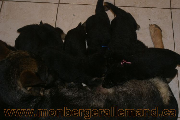 Les chiots berger allemand a Lady 22 mai 2011 - 22 jours de vie