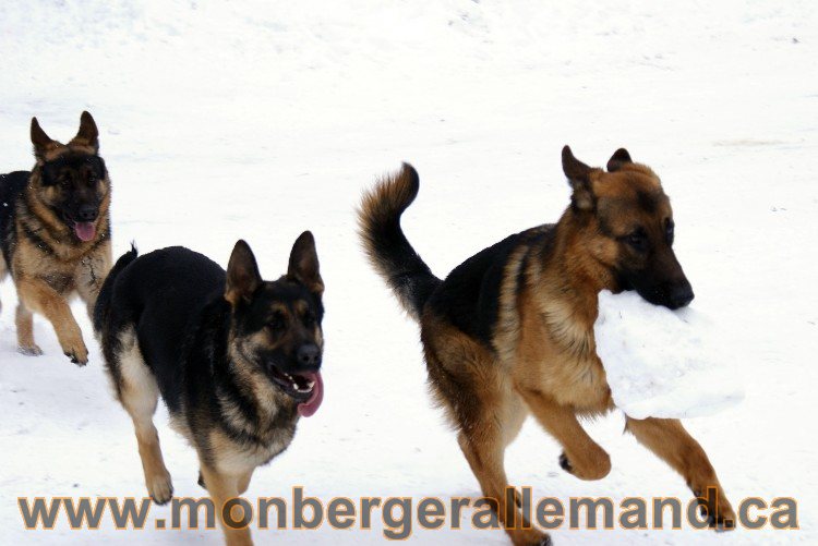 Photes de nos berger allemand Fevrier 2011