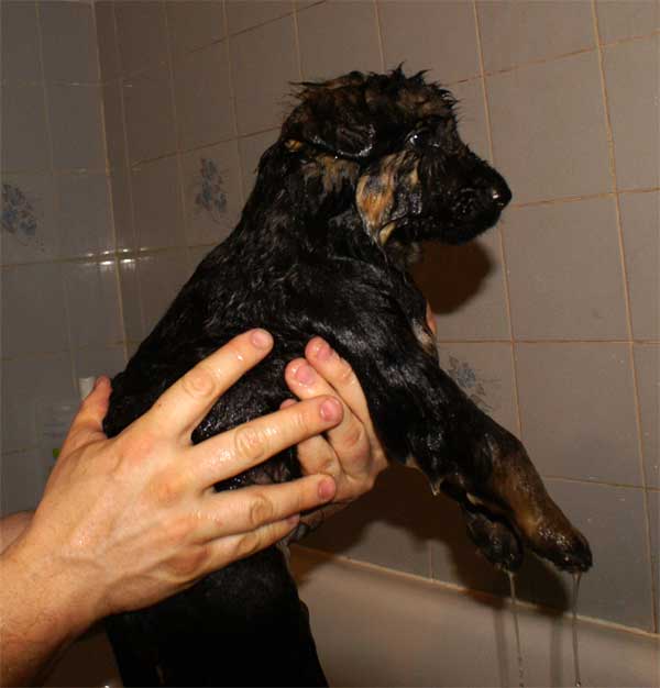 Le Premier Bain des chiots