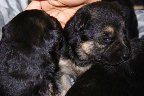 Chiots Lady 19 Mars 2010 - 4 Femelles 3 males berger allemand a vendre