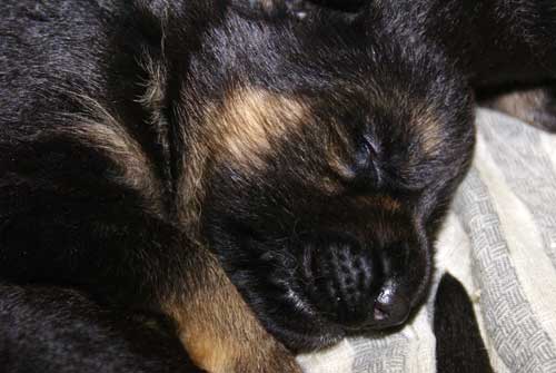 Chiots Lady 19 Mars 2010 - 4 Femelles 3 males berger allemand a vendre