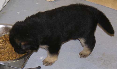 Chiots Berger Allemand 24 jours vie Pure Race a vendre