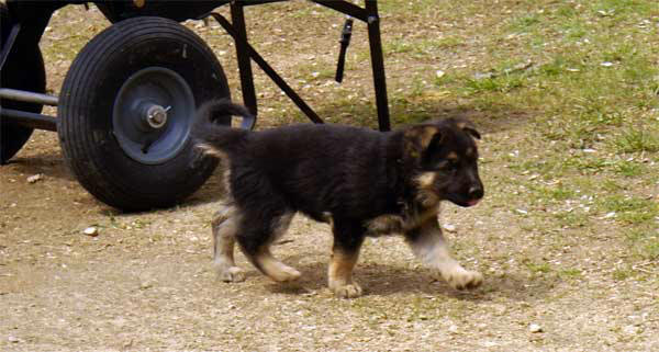 Chiots berger allemand 15 Avril 