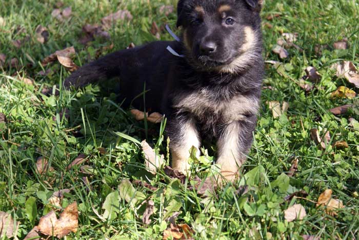 Chiot Blanc berger allemand 11 octobre 2010