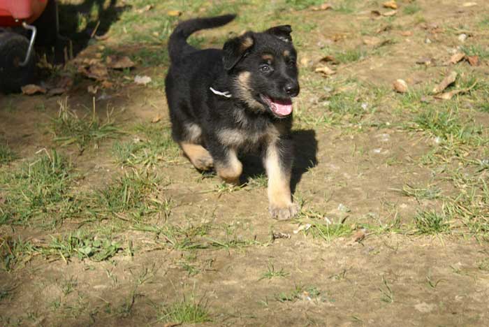 Chiot berger Allemand  blanc 16 et 17 Octobre 2010