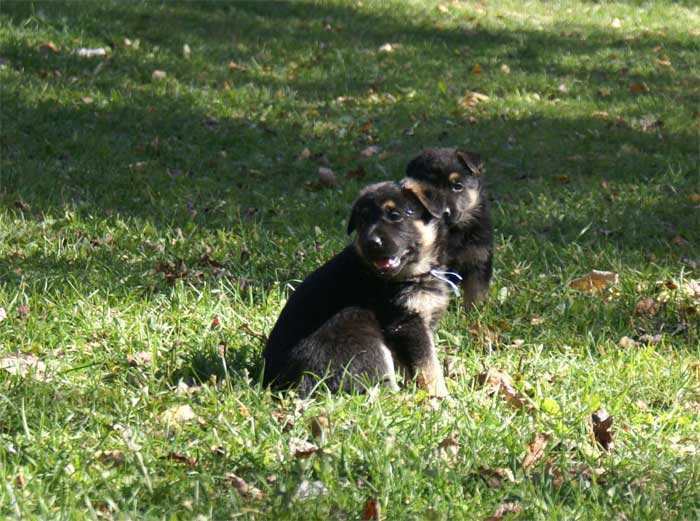 Chiot Bleu clair berger allemand 11 octobre 2010