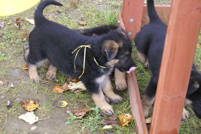 Chiot berger Allemand JAUNE 22 et 23 Octobre 2010