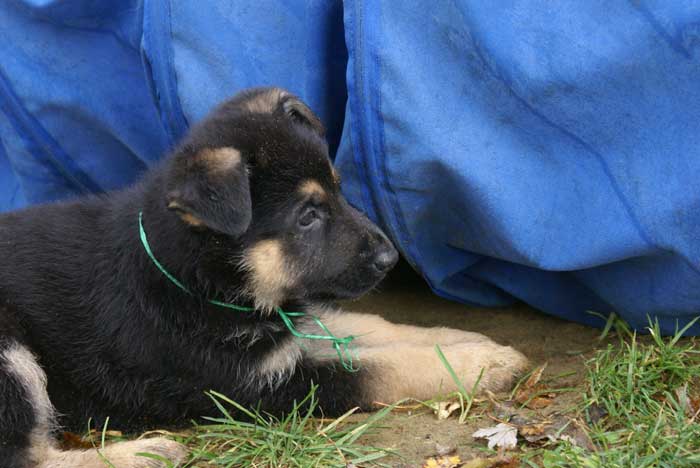 Chiot berger Allemand Vert 22 et 23 Octobre 2010