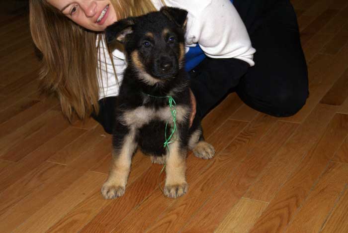 Chiot berger Allemand Vert 22 et 23 Octobre 2010