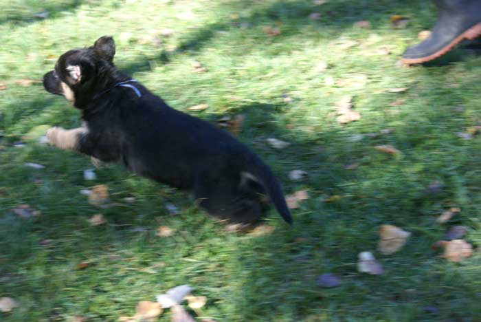 Chiots berger Allemand - German Shepherd