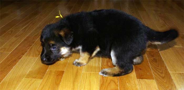 Chiot berger allemand - German Shepherd