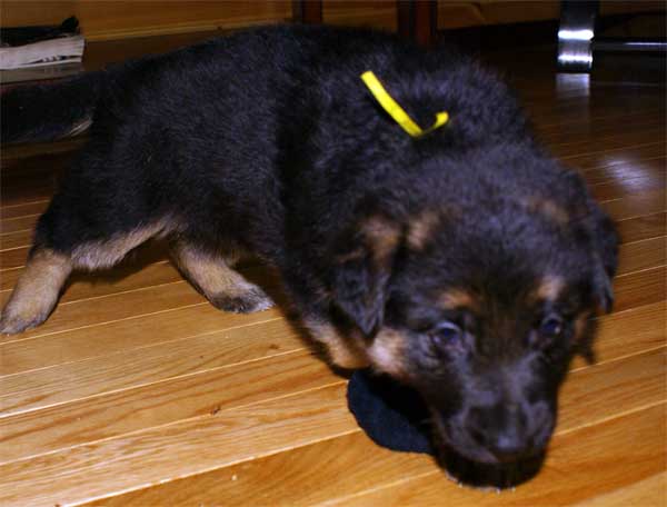 Chiot berger allemand - German Shepherd