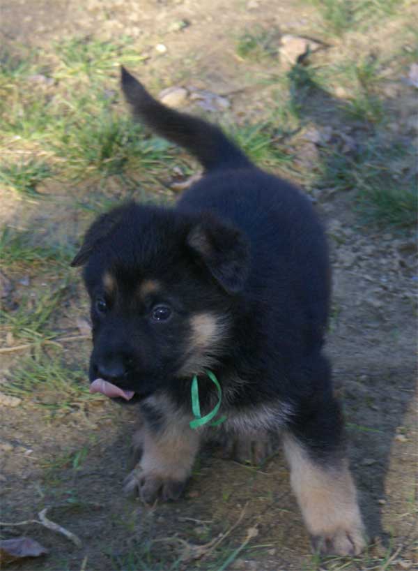 Chiots berger Allemand - German Shepherd