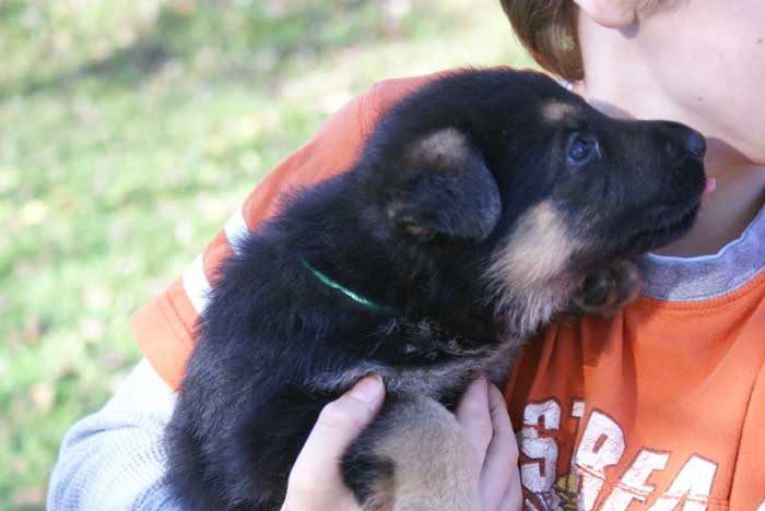 Chiots berger Allemand - German Shepherd