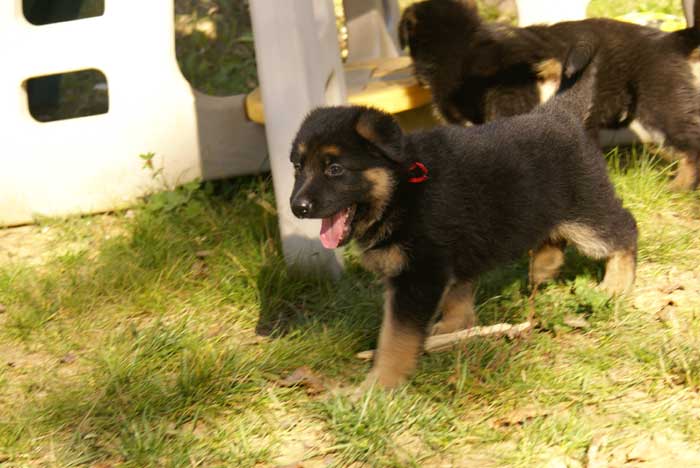 Chiot Rouge berger allemand 11 octobre 2010