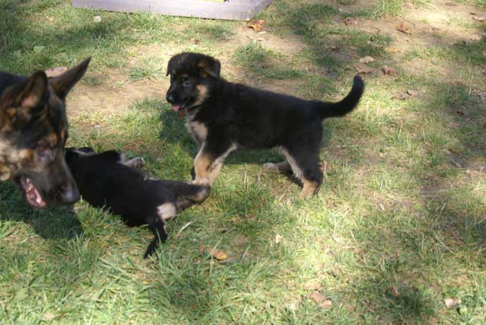 Chiot berger Allemand  Rauge 16 et 17 Octobre 2010