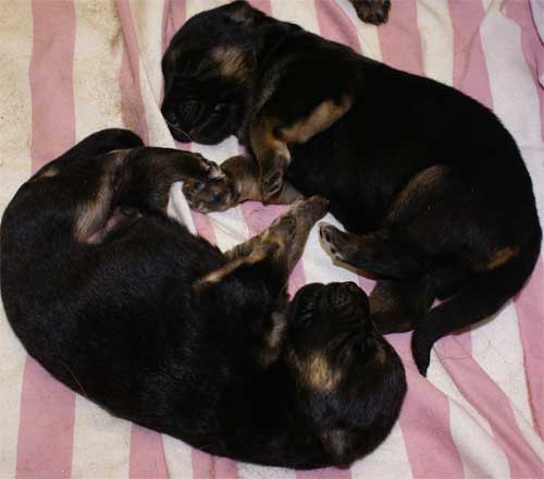 Chiots berger allemand chiots de Lady 4 Mars 2010 - 4 Femelles 3 males a vendre