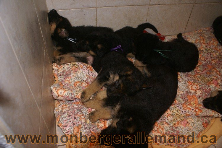 Chiots berger allemand - Lady 4 Juin 2011