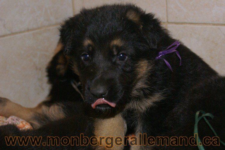 Chiots berger allemand - Lady 4 Juin 2011