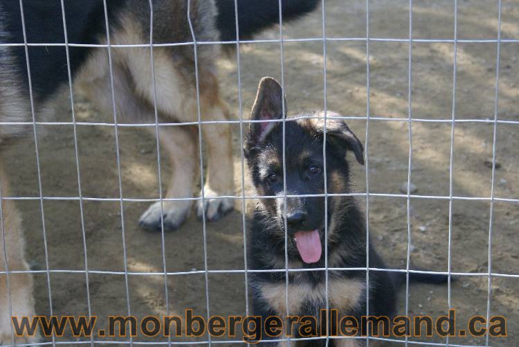 Berger allemand - Juillet 2011