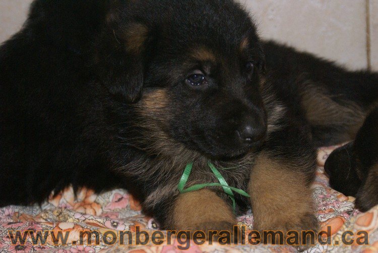 Vert - Male Berger Allemand