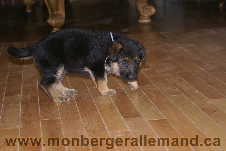 Bleu Clair - Male Berger allemand