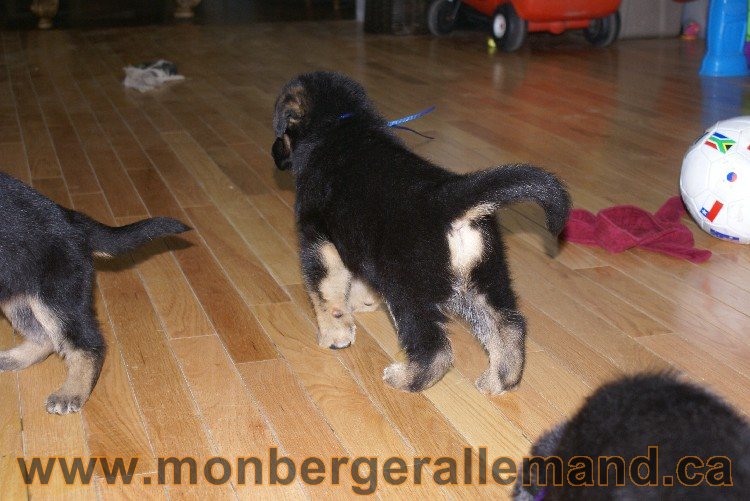 Bleu - Male Berger allemand