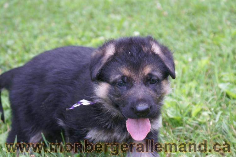 Les chiots berger allemand a Kenya 11 Juillet 2011