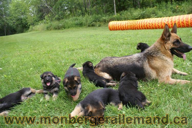 Les chiots berger allemand a Kenya 11 Juillet 2011