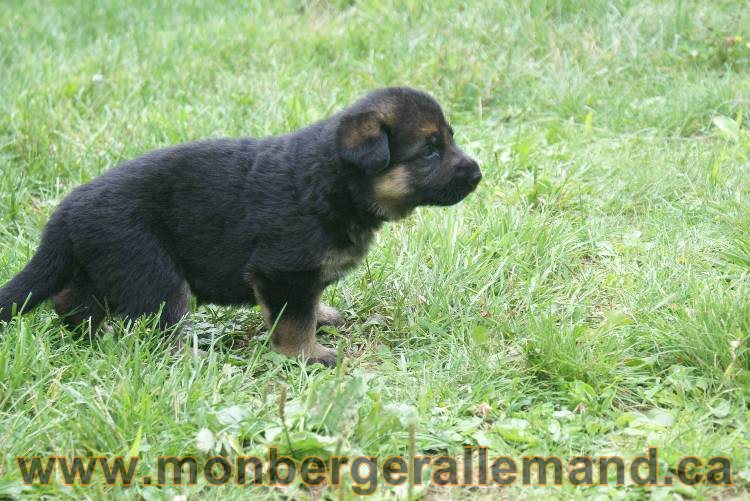 Les chiots berger allemand a Roxy !