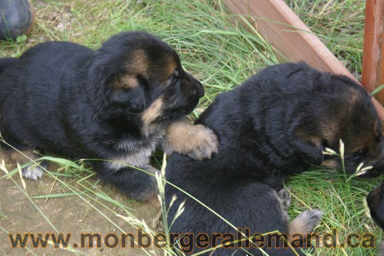 Les chiots berger allemand a Roxy !