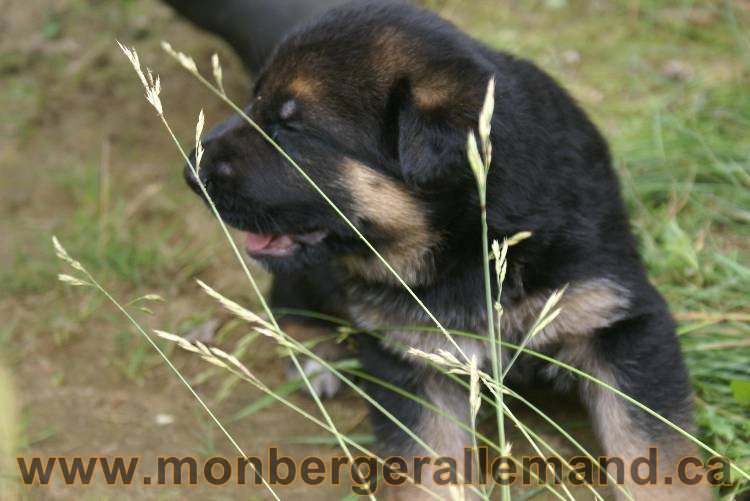 Les chiots berger allemand a Roxy !