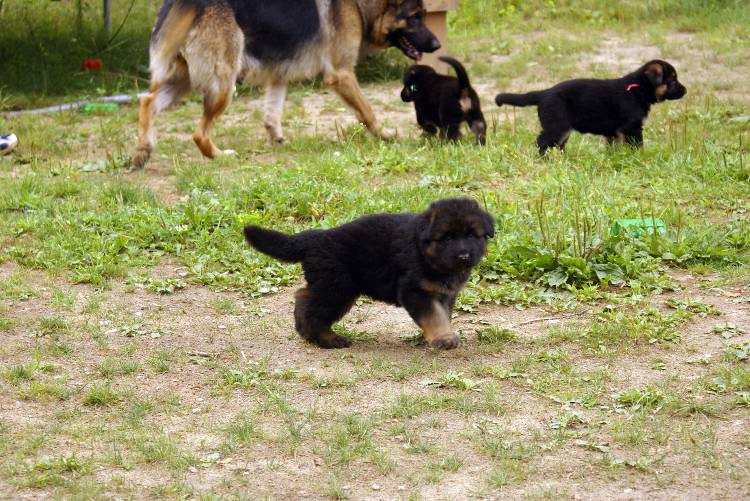 Les chiots berger allemand a Roxy - 22 Juillet 2011