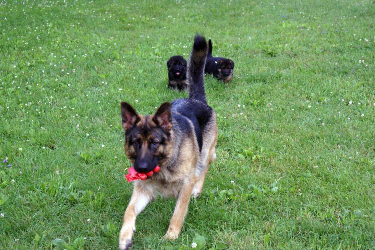 Les chiots berger allemand a Roxy - 22 Juillet 2011