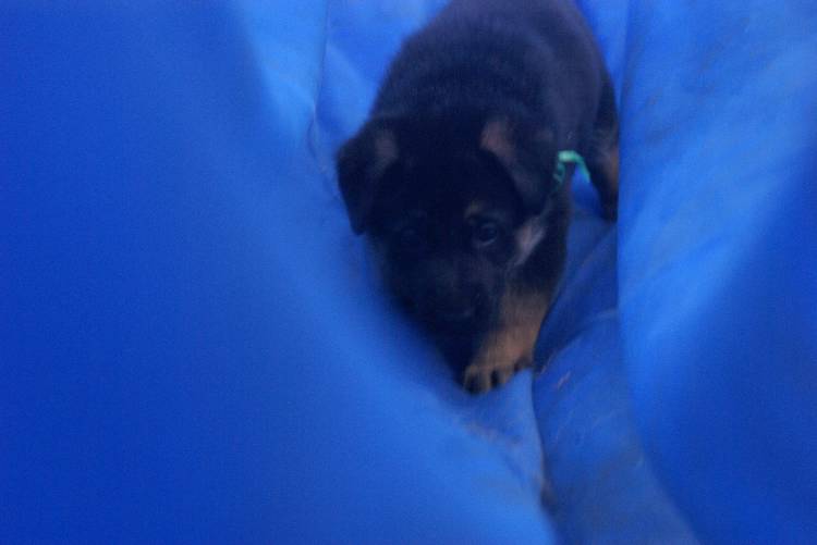 Les chiots berger allemand a Roxy - 22 Juillet 2011