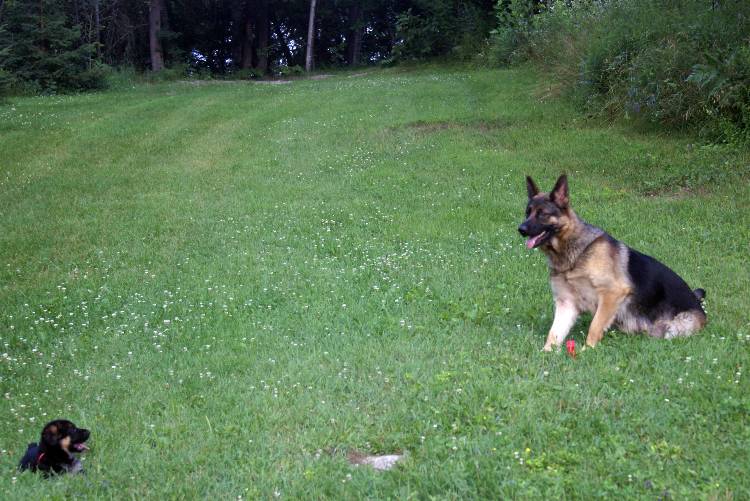 Les chiots berger allemand a Roxy - 22 Juillet 2011