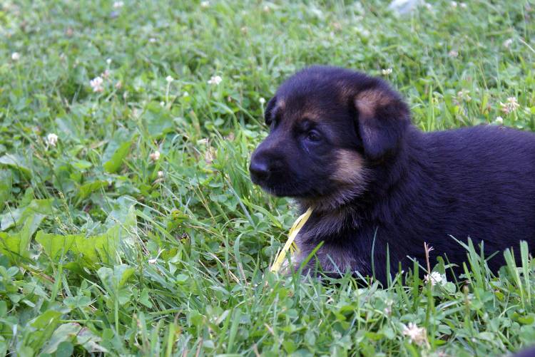 Nos chiots et chien berger allemand - 17 juillet 2011