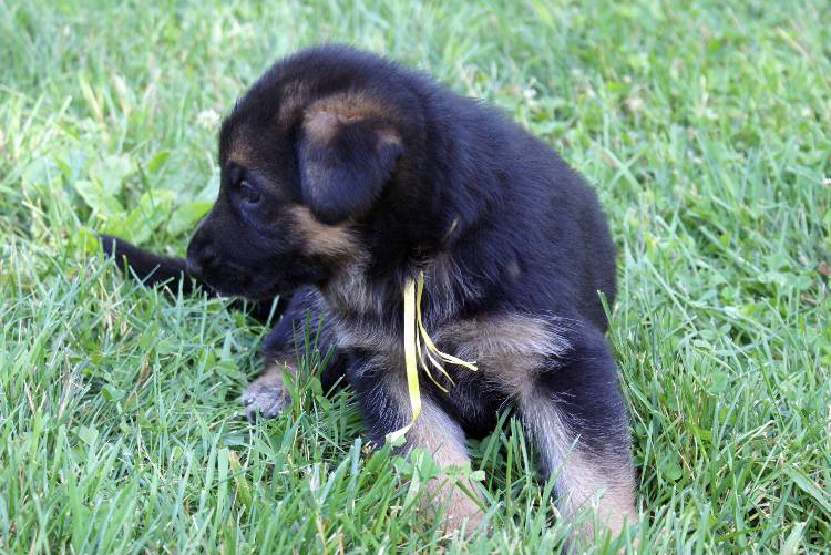 Nos chiots et chien berger allemand - 17 juillet 2011