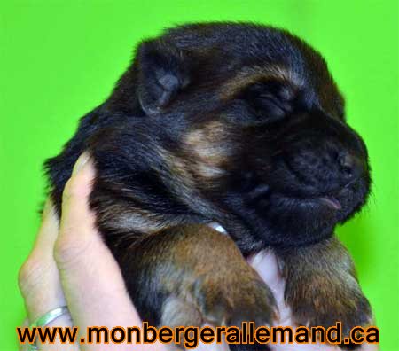 Chiots berger allemand a Lady 18 novembre 2011