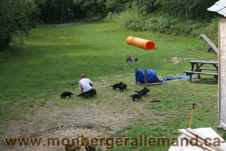 Les chiots a Kenya , 2 chiots berger allemand encorte disponible sur cette portée