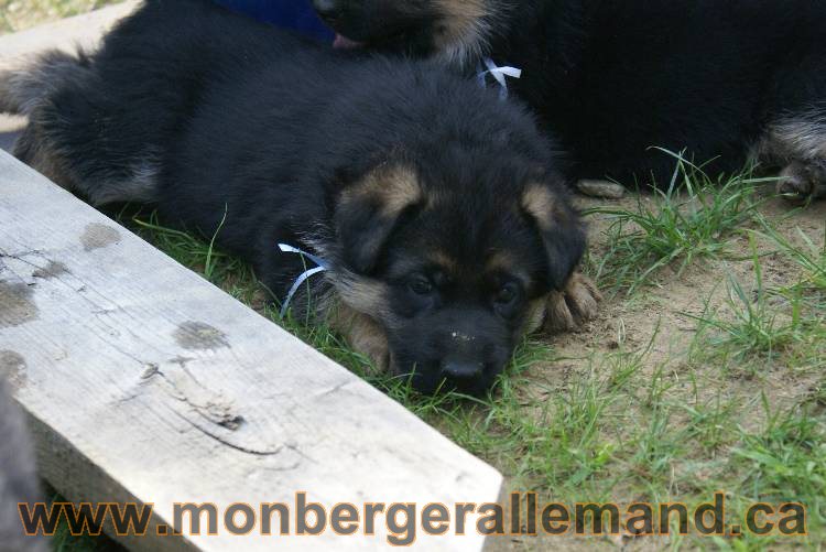 Les chiots a Kenya , 2 chiots berger allemand encorte disponible sur cette portée