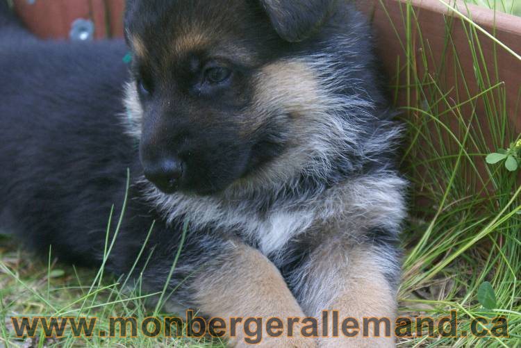 Les chiots a Kenya , 2 chiots berger allemand encorte disponible sur cette portée