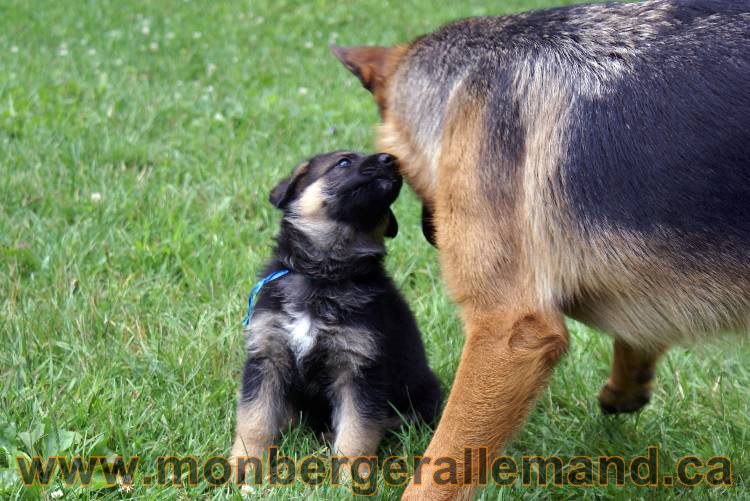 Les chiots berger allemand a Kenya - 13 juillet 2011