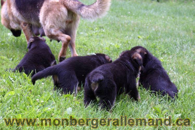 Les chiots berger allemand a Kenya - 13 juillet 2011